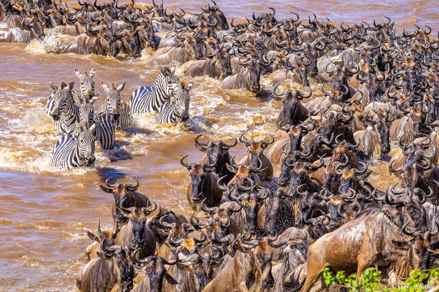Tanzania-Zebras Join In print
