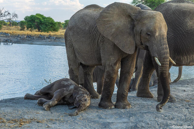Tarangire-Baby Elephant Resting print