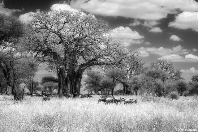 Tarangire-Baobab Tree print