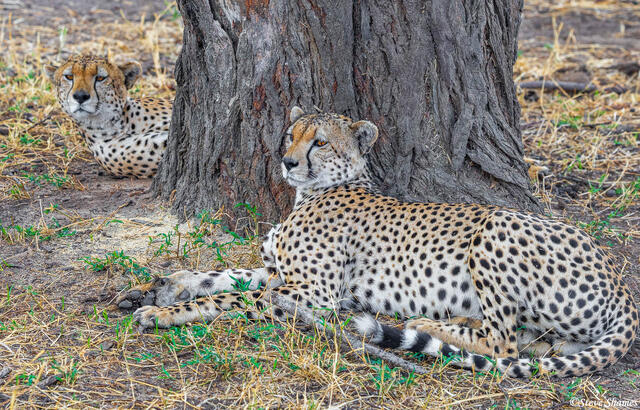 Tarangire-Brother Cheetahs print