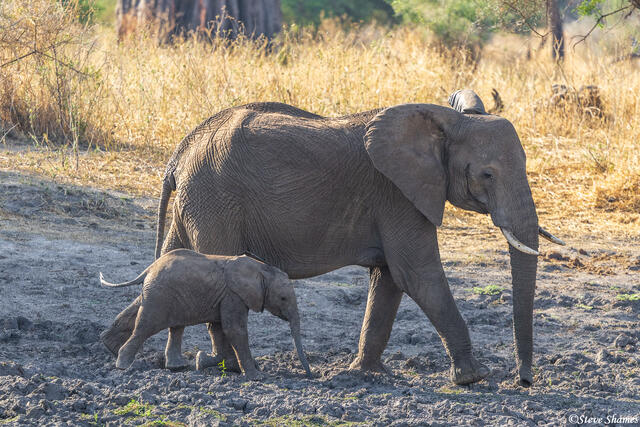 Tarangire-Elephant Mother print