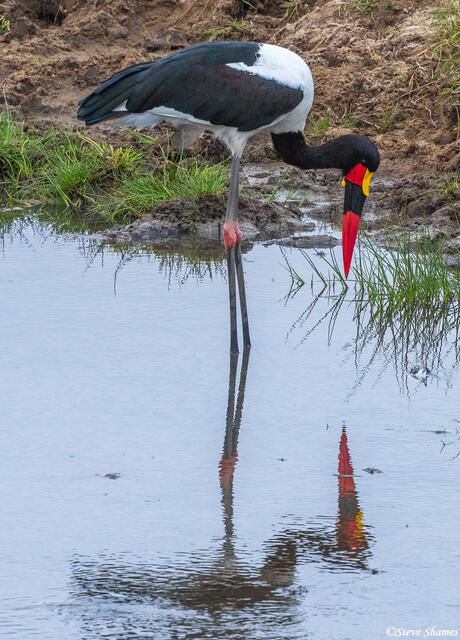Tarangire-Saddle Billed Stork print