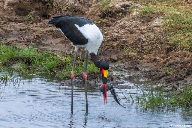 Tarangire-Saddle Billed Stork Fishing print