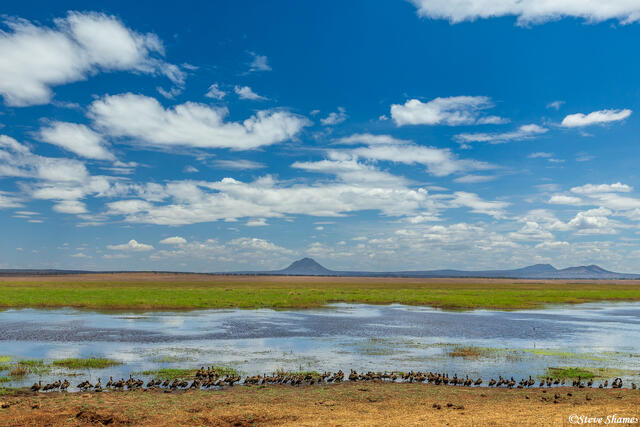 Tarangire-Silale Swamp print