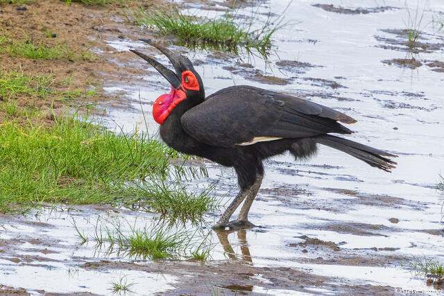 Tarangire-Southern Ground Hornbill print