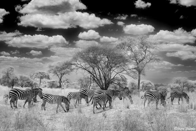 Tarangire-Zebra Scene print