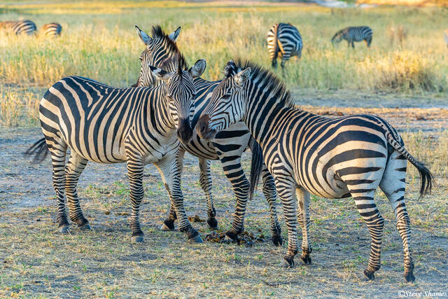 Tarangire-Zebras print
