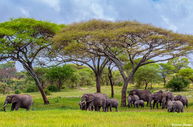 Tarangire Elephant Scene print