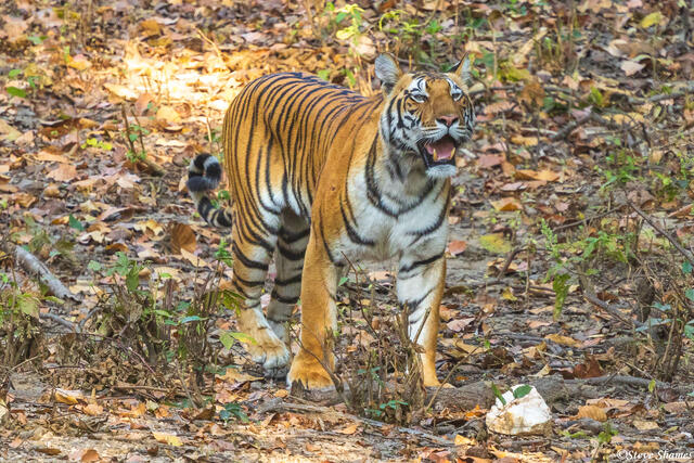 Tiger at Kanha Reserve print