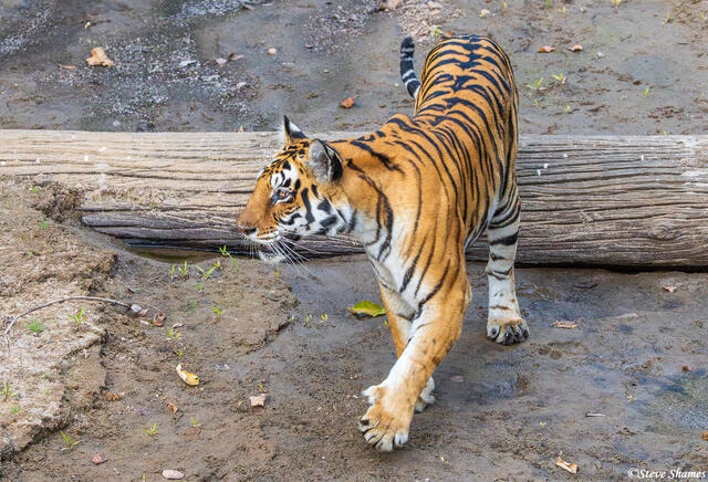 Tiger in India print