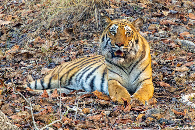Tiger in Leaves print
