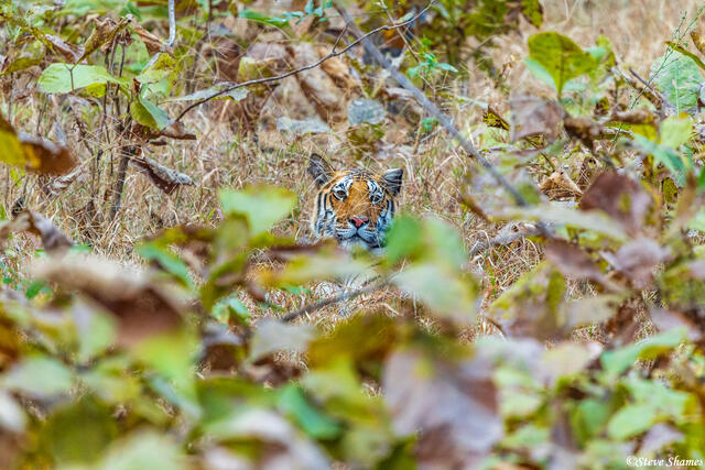 Tiger in the Bush print