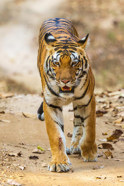 Tiger Walking on Road print