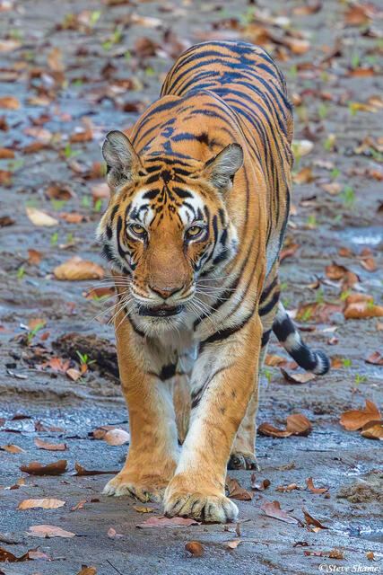 Tiger Walking To Us print