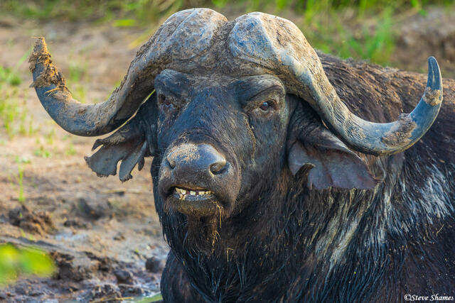 Timbavati-Cape Buffalo print