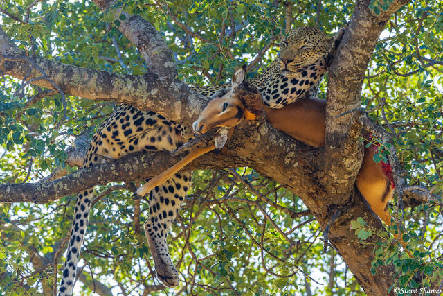Timbavati-Leopard Kill in Tree print