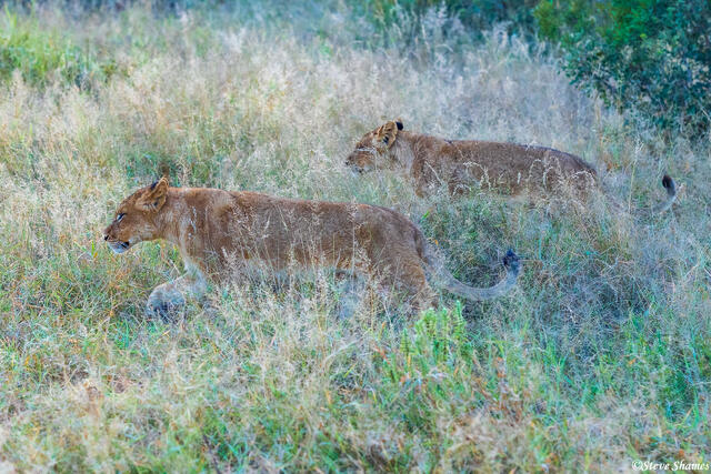 Timbavati-Lions in the Grass print