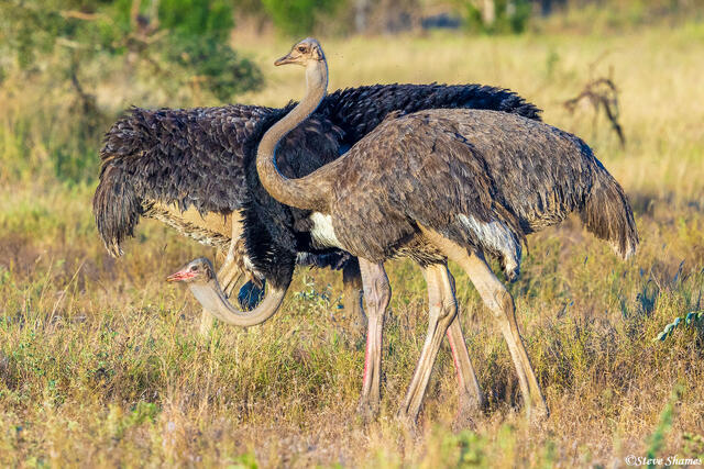 Timbavati-Ostriches print