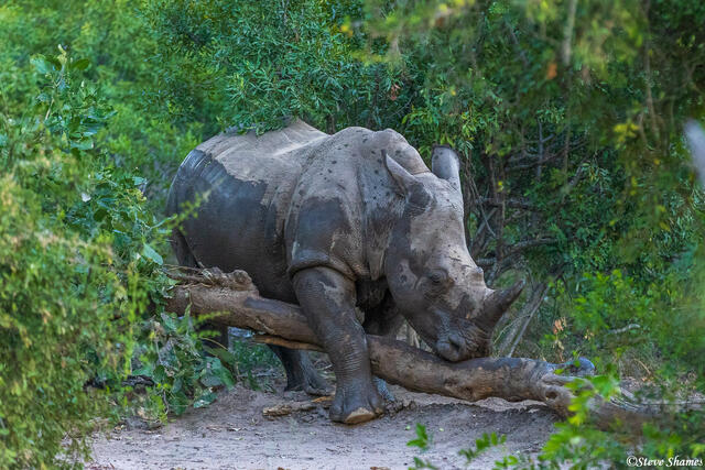 Timbavati-Rhinoceros print