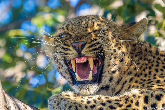 Timbavati-Snarling Leopard print