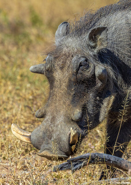 Timbavati-Warthog print