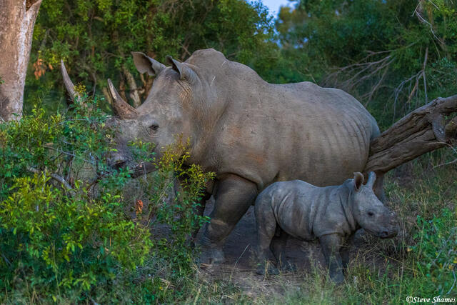 Timbavati-White Rhino and Calf print