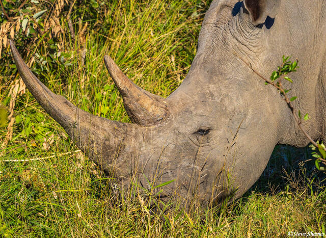 Timbavati-White Rhino Grazing print