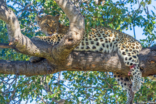 Timbavati-Wounded Leopard print