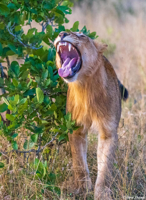Timbavati-Yawning Lion print