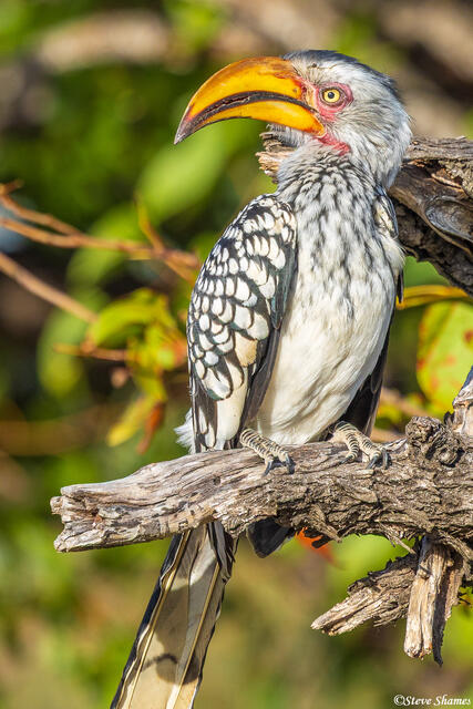 Timbavati-Yellow Billed Hornbill print