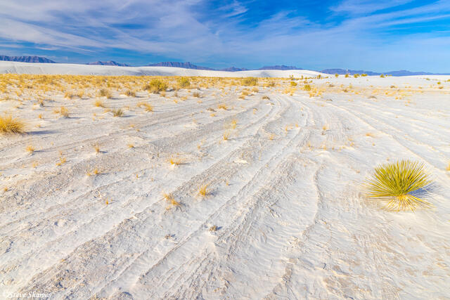 Tracks in White Sands print