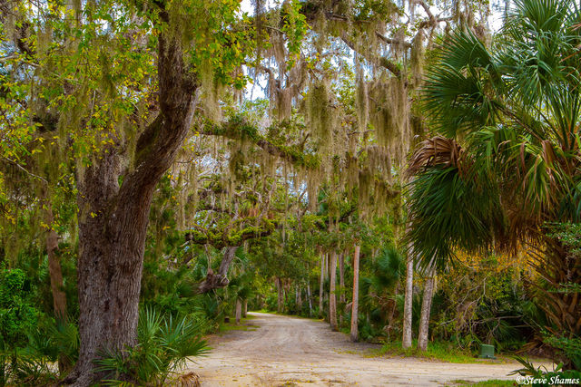 Trees at Canaveral Seashore print