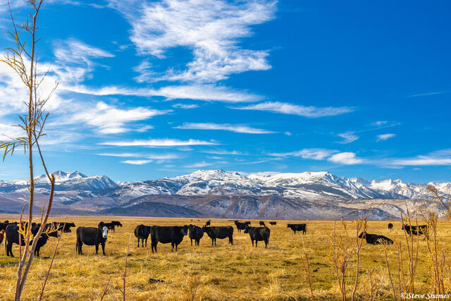 Twin Lakes Road Cows print