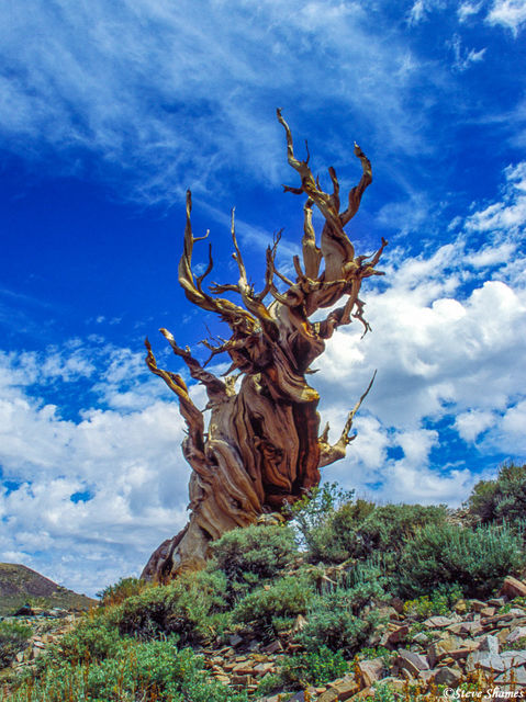 Twisted Dead Bristlecone print
