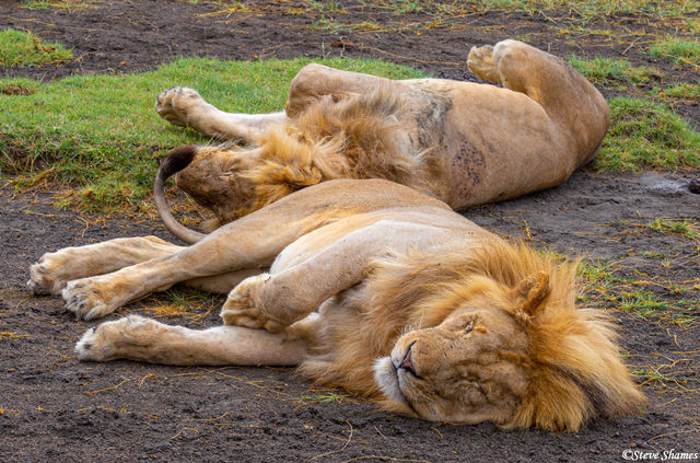 Two Sleeping Lions print