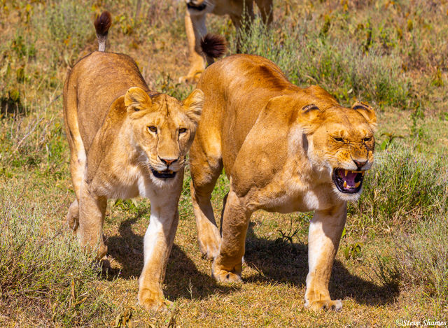 Two Walking Lionesses print