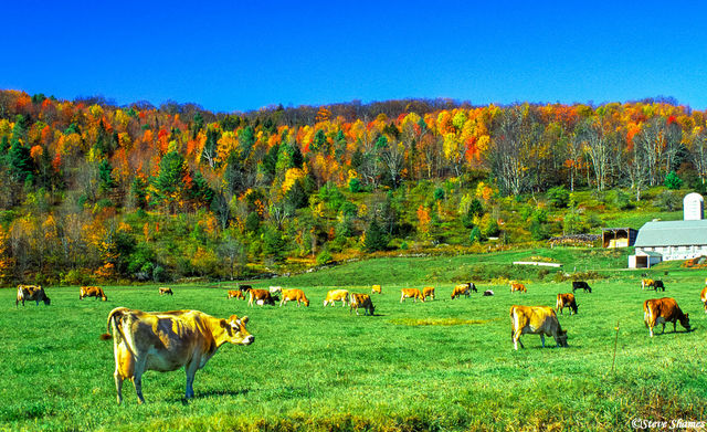 Vermont Cows print
