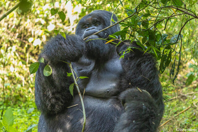 Virunga Gorilla print