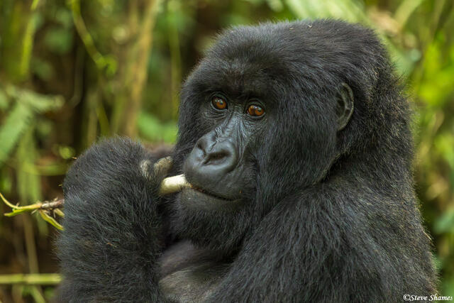 Virunga Gorilla Eating print