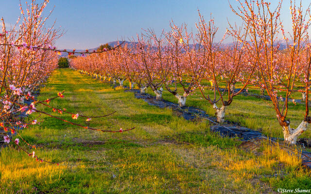 Visalia Blossom Trail print
