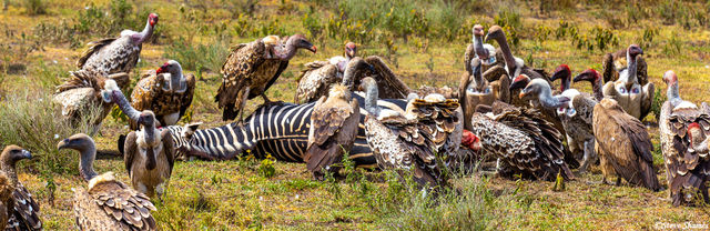 Vultures Having a Meal print