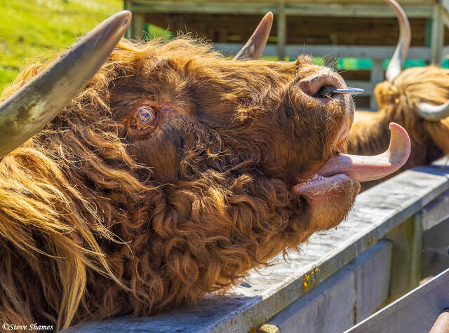 Walter Peak Scottish Highlands Cow print