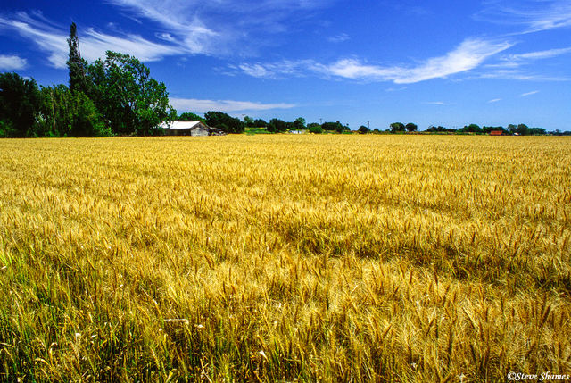 Wheat Field by Clarksburg print