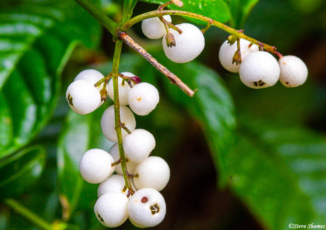 White Berries print