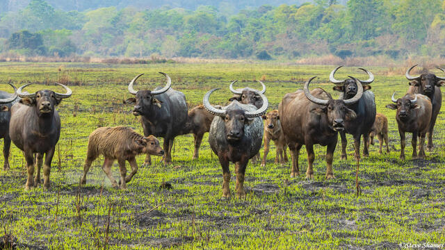 Wild Buffalo Herd print