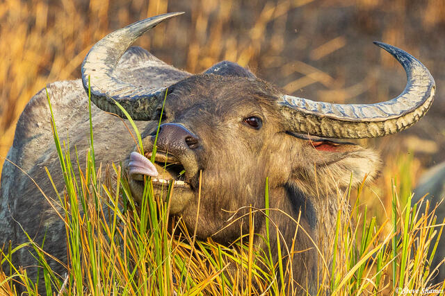 Wild Buffalo Tongue print