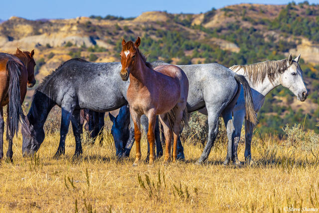 Wild Horse Herd print