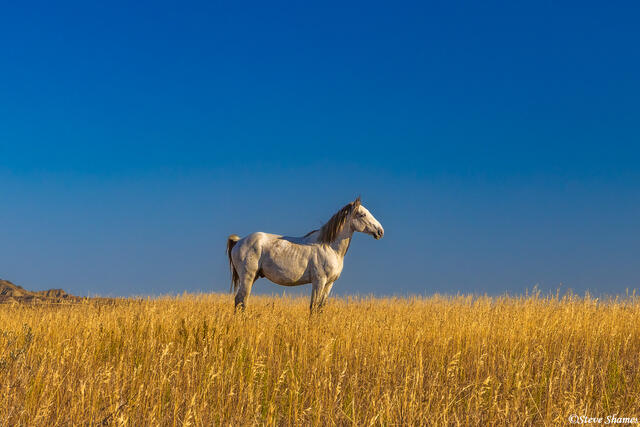 Wild Horse in Field print