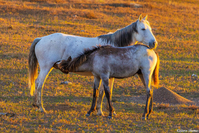 Wild Horse Nursing print