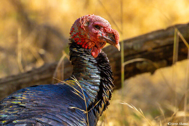 Wild Turkey Head print